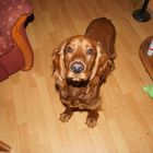 Irish Setter - Dackel :)