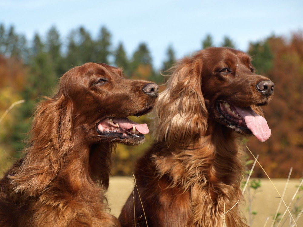 Irish Setter Damen