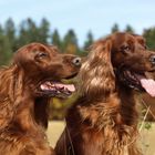 Irish Setter Damen