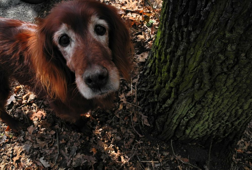 Irish Setter Foto &amp; Bild tiere, hund, sonne Bilder auf