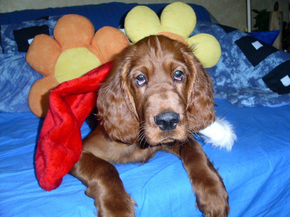 Irish Setter Dustin