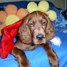 Irish Setter Dustin