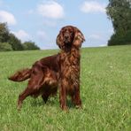 Irish Setter