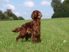 Irish Setter