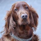 Irish Setter