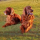 Irish Setter...