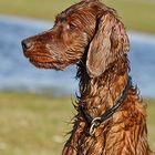 Irish-Setter