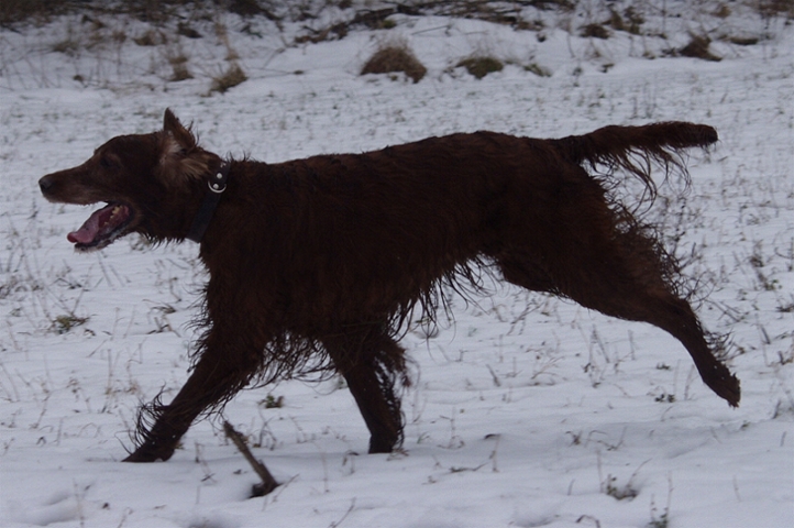 Irish-Setter