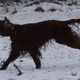 Irish-Setter