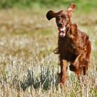 Irish-Setter-Freude