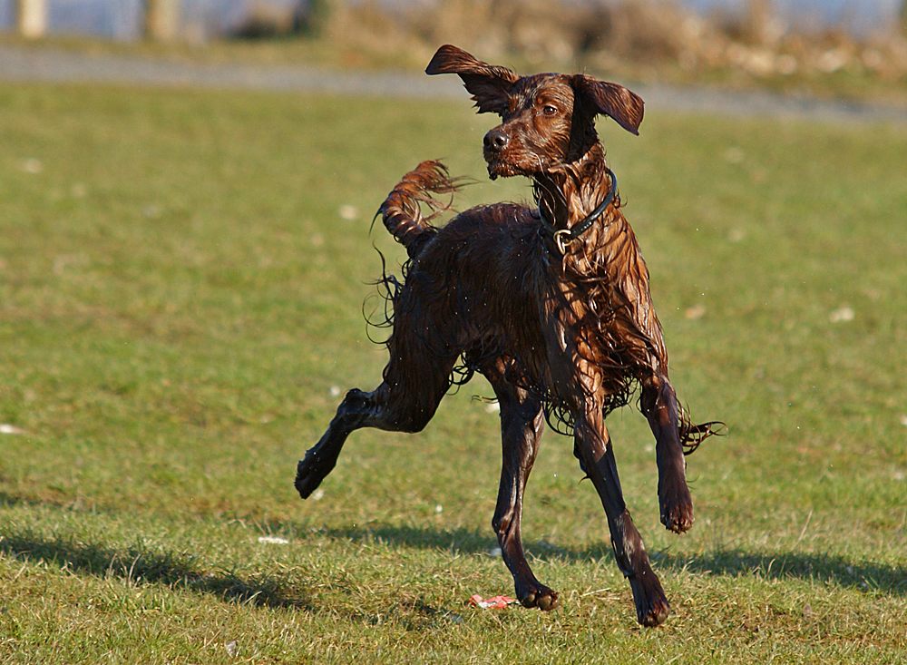 Irish-Setter-Freude