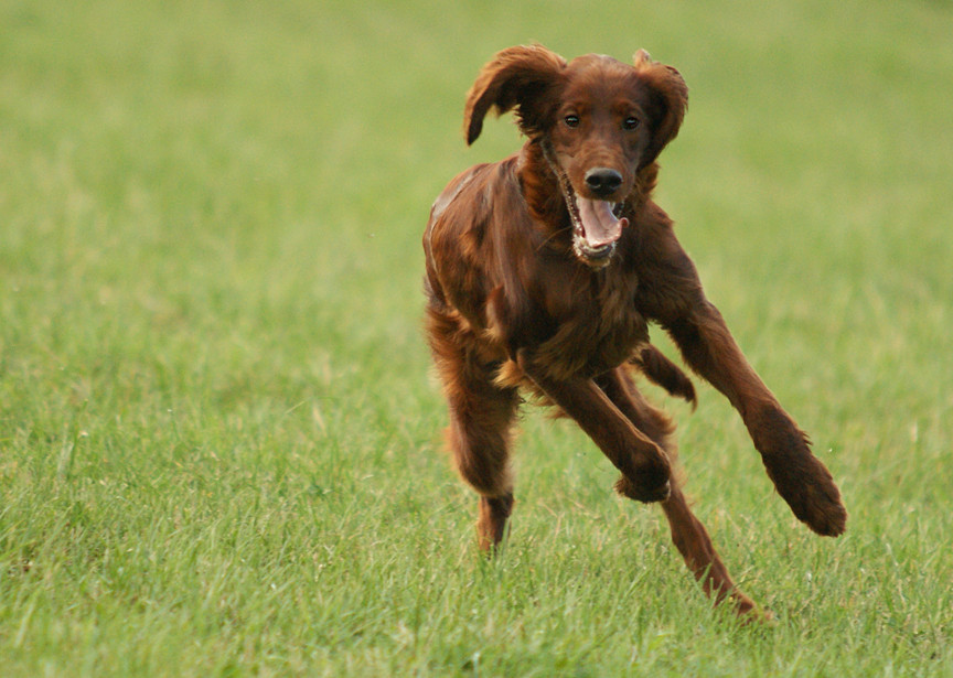 Irish-Setter-Galopp