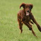 Irish-Setter-Galopp