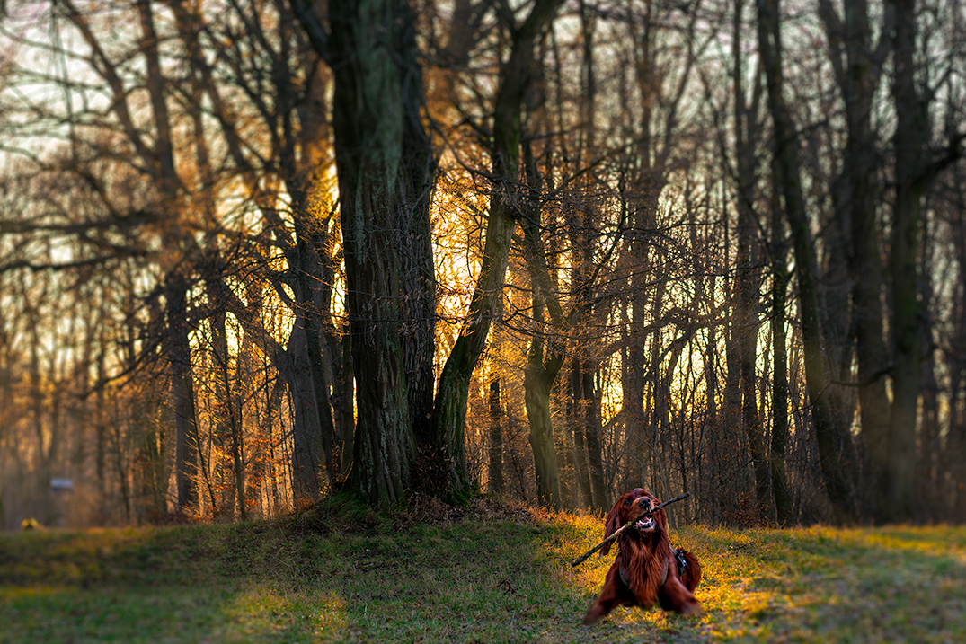 Irish Setter im Wald