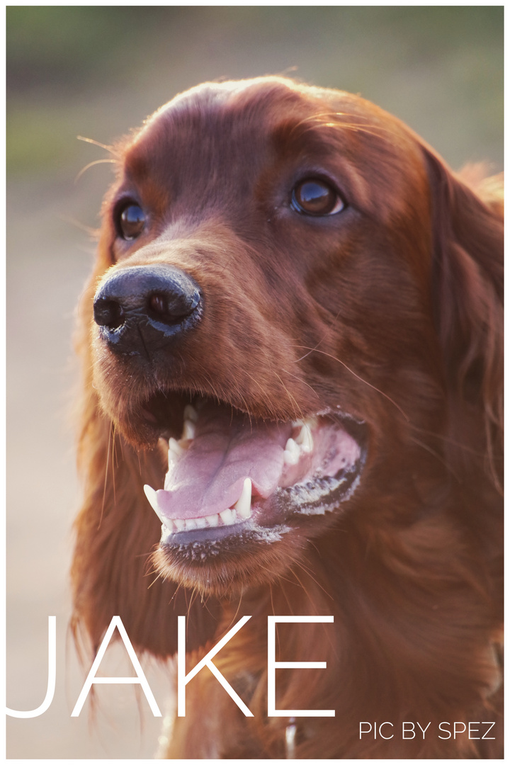 Irish Setter Jake