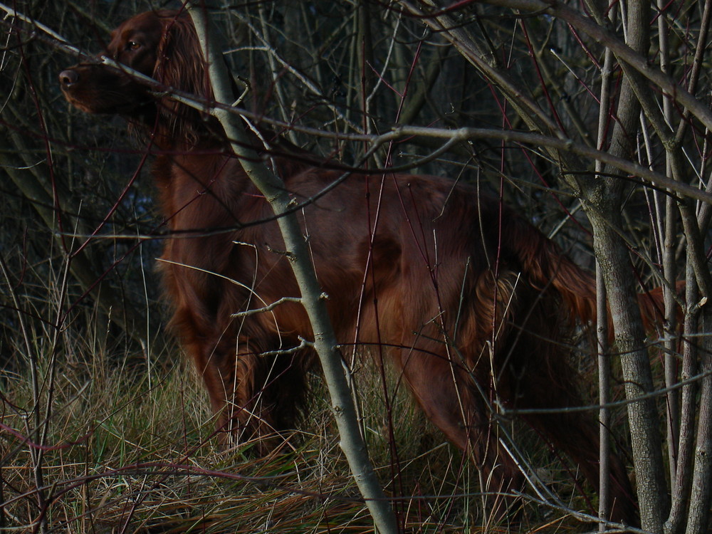 Irish Setter Leni auf der Jagt