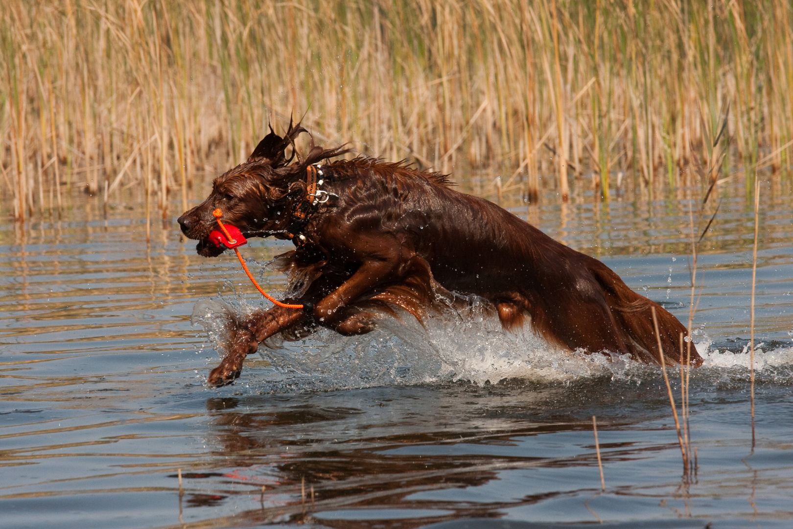 Irish Setter Mix