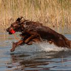 Irish Setter Mix