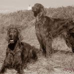 Irish-Setter-Nostalgie