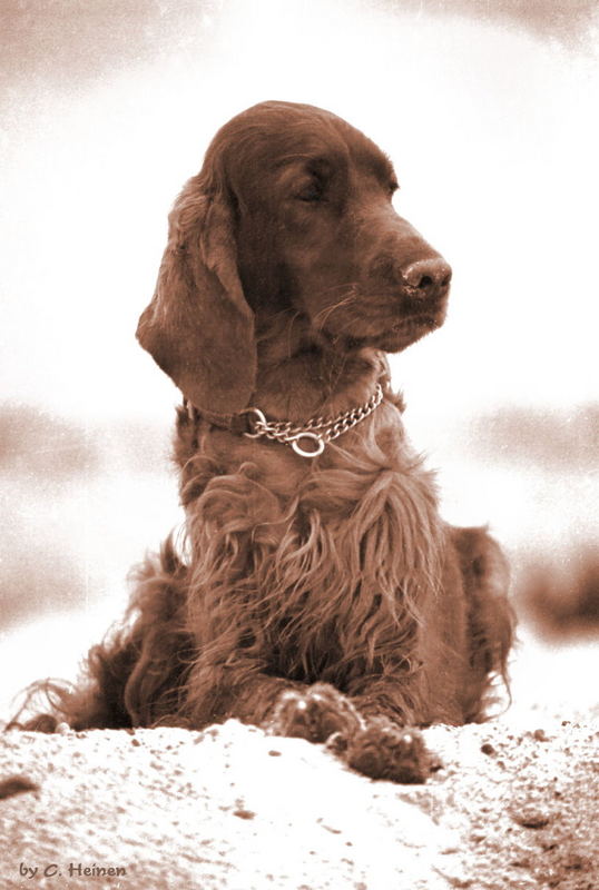 Irish-Setter-Nostalgie II