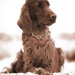 Irish-Setter-Nostalgie II