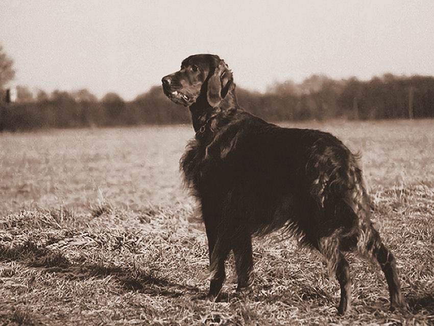 Irish-Setter-Nostalgie IV