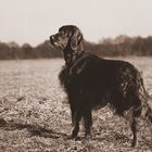 Irish-Setter-Nostalgie IV