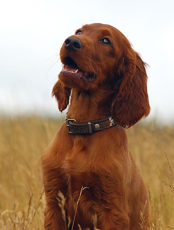 Irish-Setter-Portrait