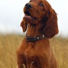 Irish-Setter-Portrait