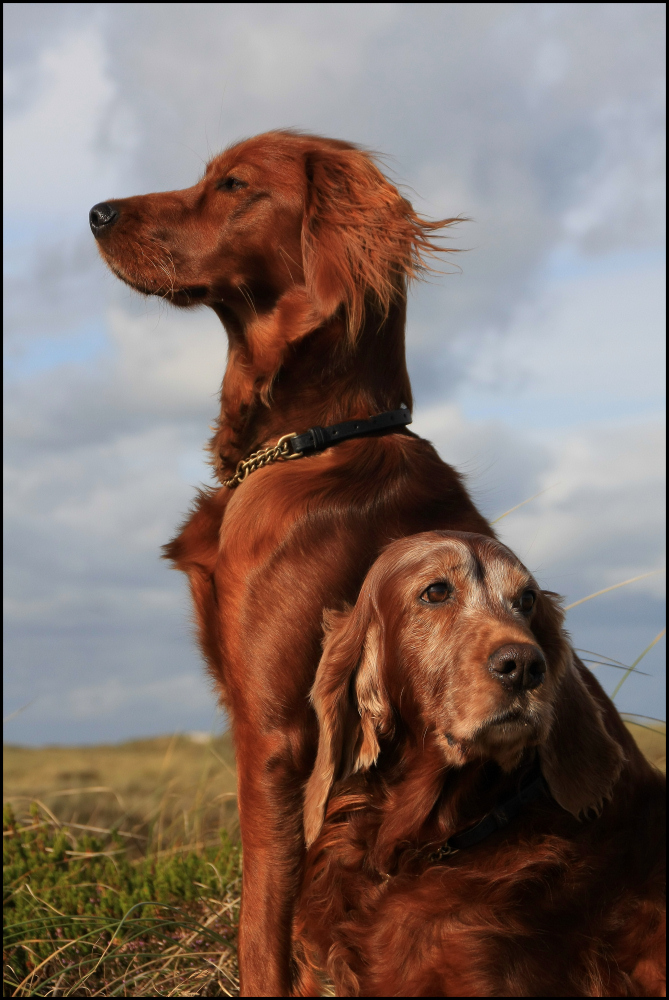 Irish Setter Portrait