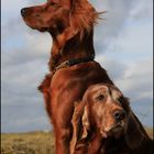 Irish Setter Portrait