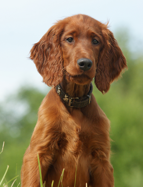 Irish-Setter-Portrait