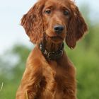 Irish-Setter-Portrait