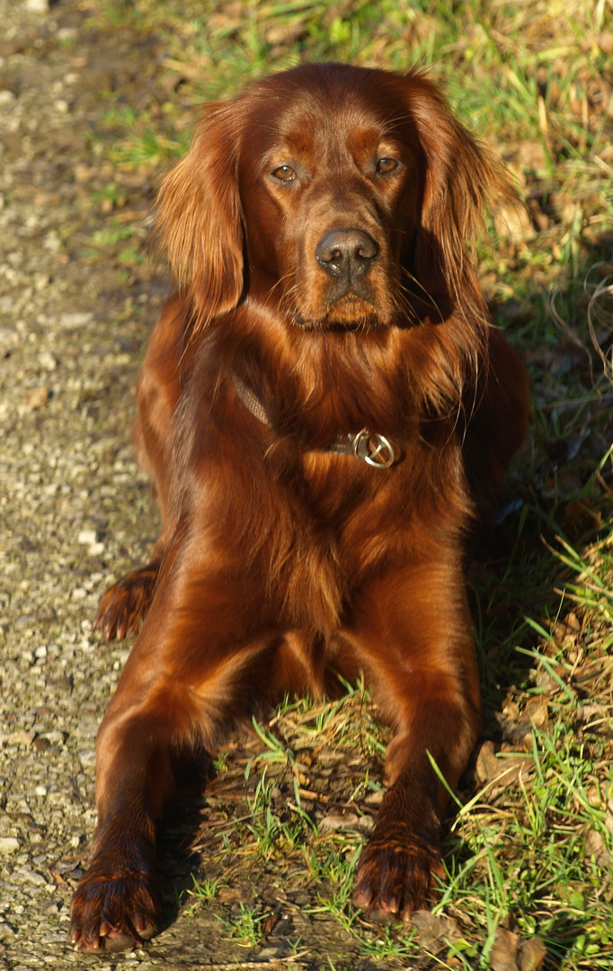 Irish Setter - Rocko