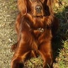 Irish Setter - Rocko