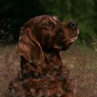 *Irish-Setter-Romance*