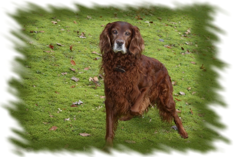 Irish Setter Tasko vom Westmünsterland (aus Höxter)