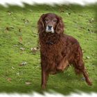 Irish Setter Tasko vom Westmünsterland (aus Höxter)