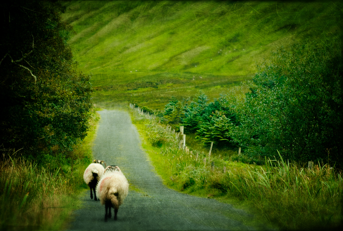 irish sheep 2