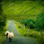 irish sheep 2