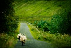 irish sheep 2