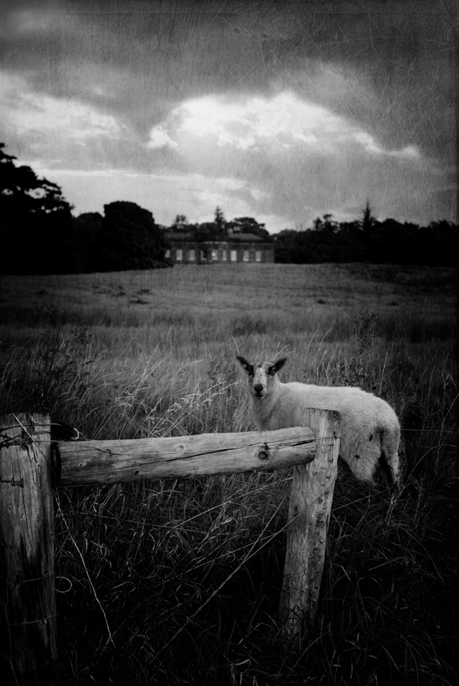 irish sheep 3