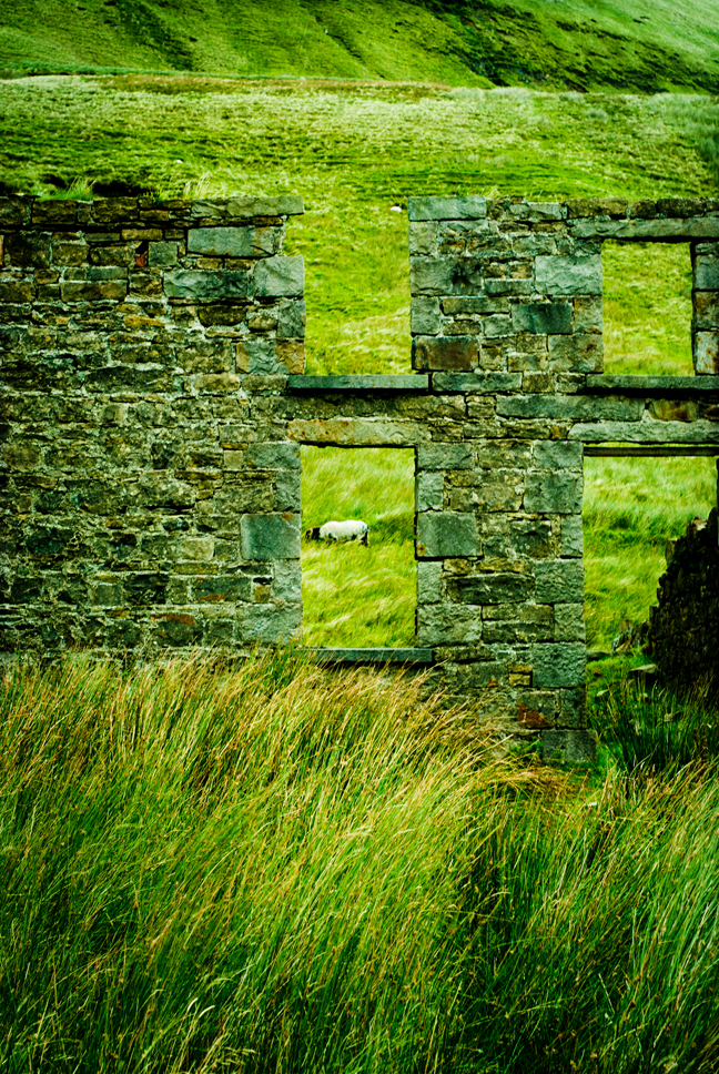 irish sheep 4