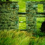 irish sheep 4
