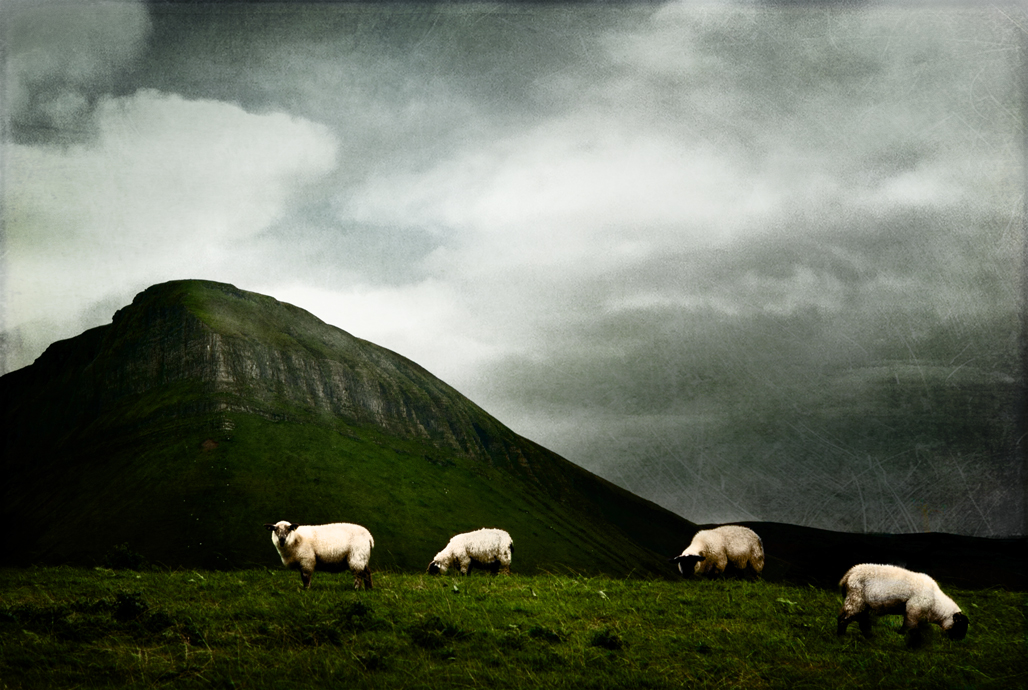 irish sheep 6