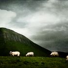 irish sheep 6