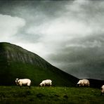 irish sheep 6