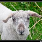 irish sheep