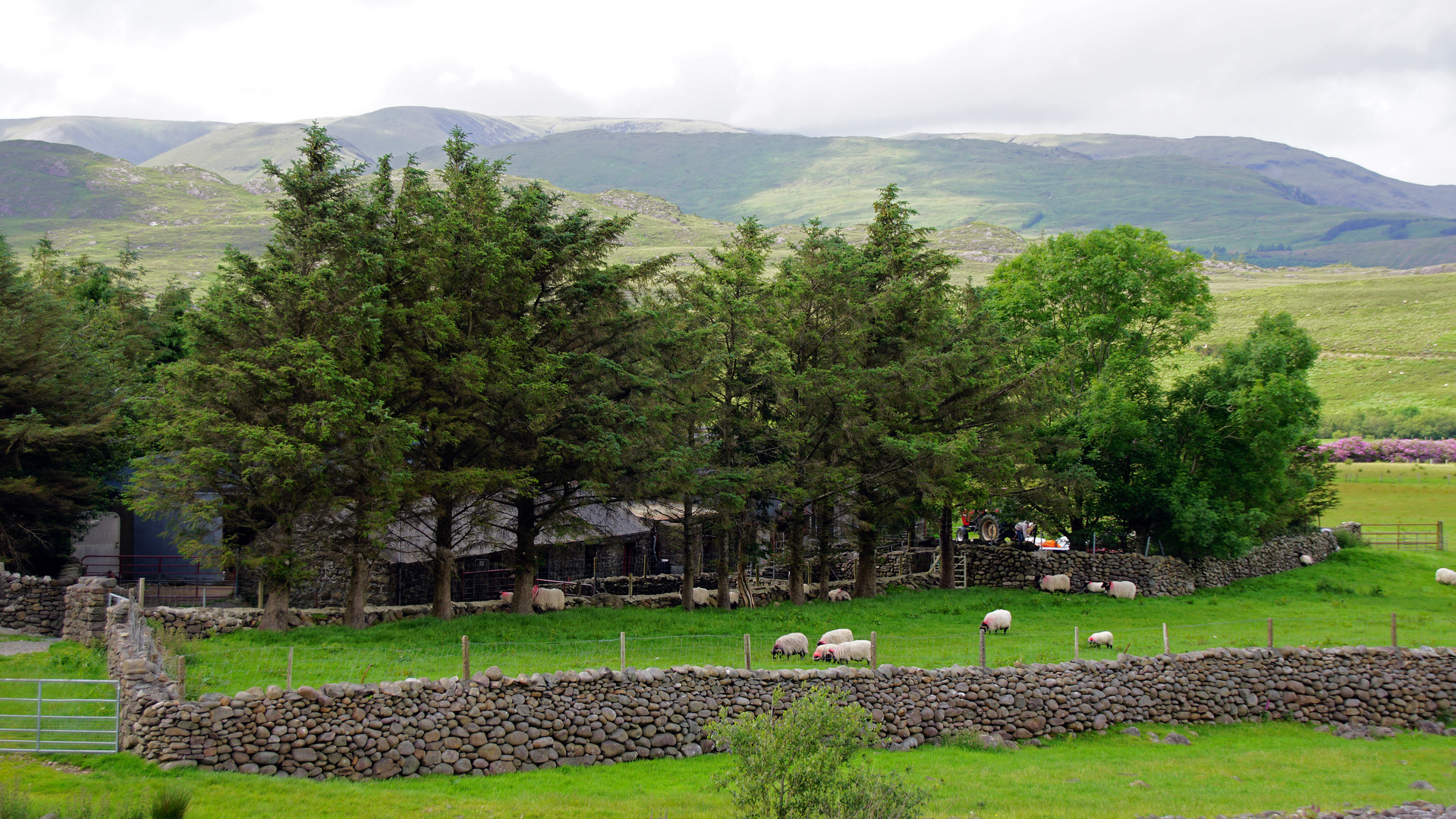 irish sheepfarm