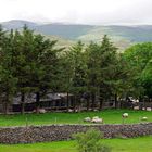 irish sheepfarm